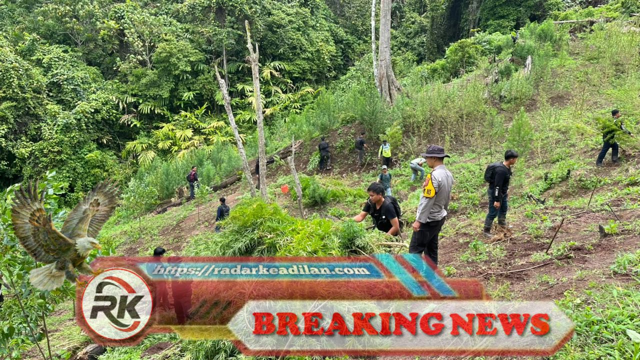 Polres Empat Lawang Gagalkan Peredaran Narkotika, Amankan Ladang Ganja 3 Hektare dan 200 Kilogram Barang Bukti