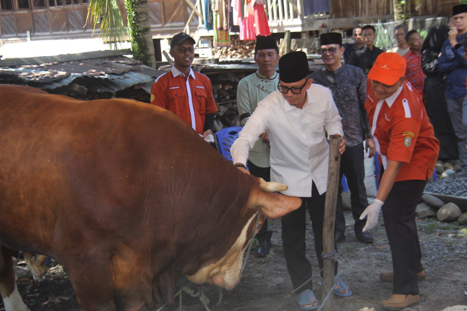 Presiden Prabowo Serahkan Sapi Raksasa Seberat Satu Ton di OKU, Wujud Kepedulian Nyata Pemerintah Pusat