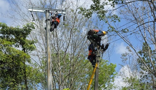 Peremajaan Jaringan Listrik PLN ULP Lembayung Tingkatkan Kualitas Tegangan dan Keandalan Pasokan di Pulau Pinang Lahat
